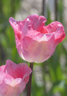 Gander’s Rhapsody tulip heirloom bulbs