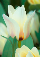 Mieke Telkamp tulip heirloom bulbs