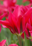 Doll’s Minuet tulip heirloom bulbs