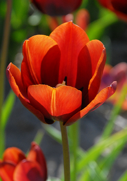 Prince of Wales tulip heirloom bulbs #1
