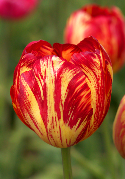 Rubens tulip heirloom bulbs #1