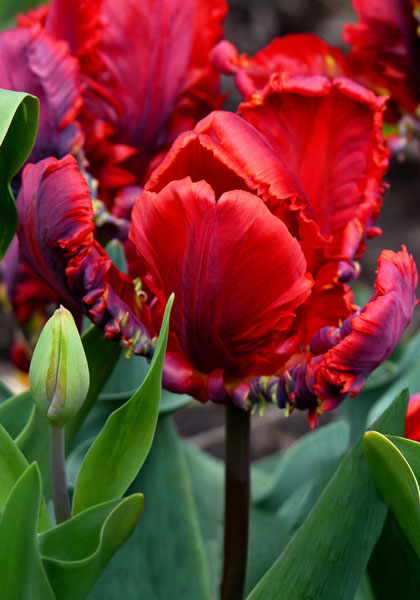 Rococo tulip heirloom bulbs #1