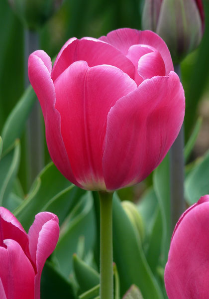 Proserpine tulip heirloom bulbs #1