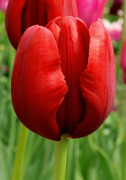 President Hoover tulip heirloom bulbs #1