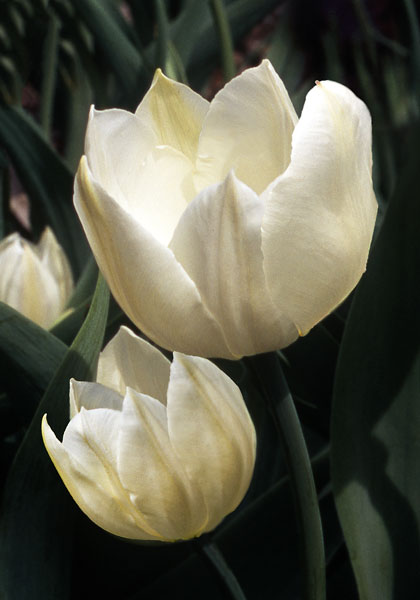 Pottebakker White tulip heirloom bulbs #2