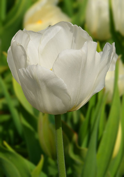 Pottebakker White tulip heirloom bulbs #1