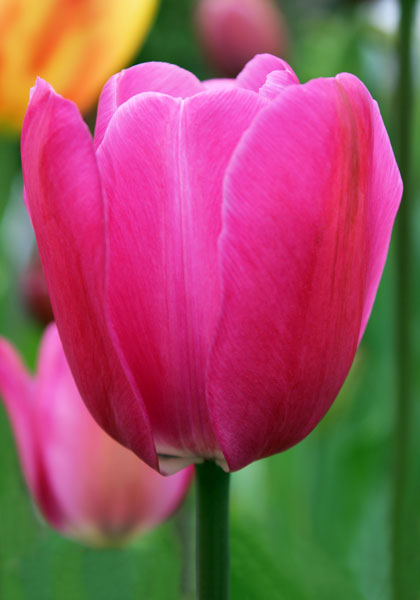 Le Mogol tulip heirloom bulbs #1