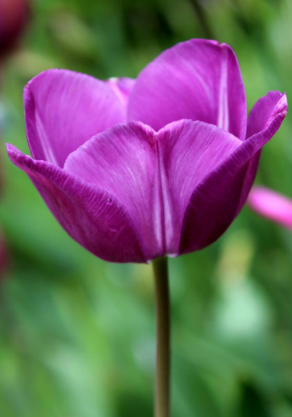 La Harpe tulip heirloom bulbs #1