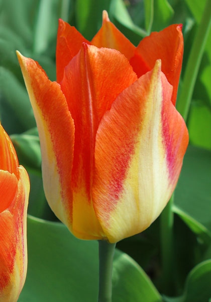 Cottage Boy tulip heirloom bulbs #1