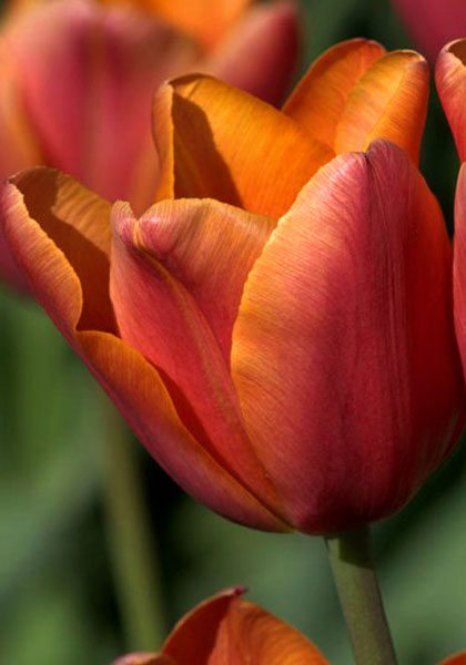 Vulcan tulip heirloom bulbs #1