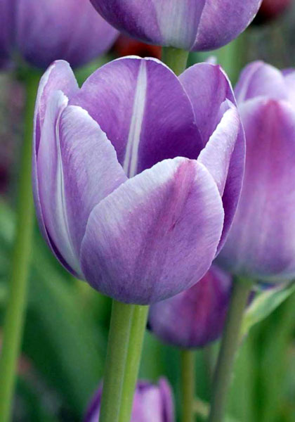 Prince Albert tulip heirloom bulbs #1