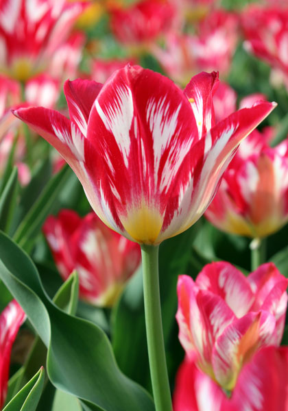TULIPS
