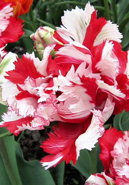 Estella Rijnveld tulip heirloom bulbs #1
