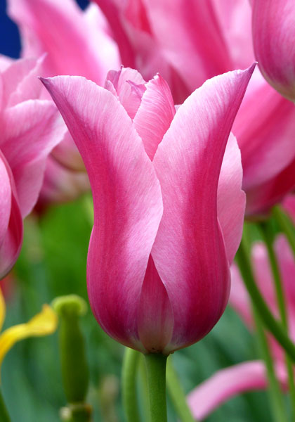 Mariette tulip heirloom bulbs #1