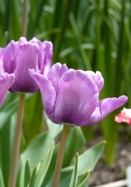Blue Parrot tulip heirloom bulbs #2