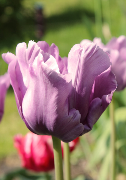 Blue Parrot tulip heirloom bulbs #1
