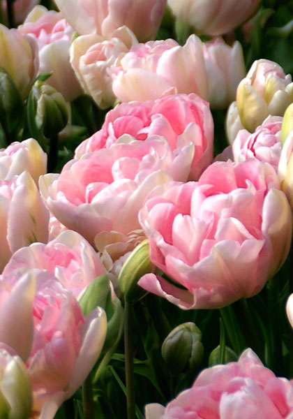 Angelique tulip heirloom bulbs #1