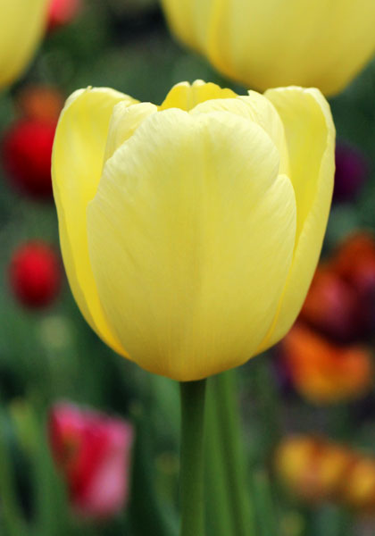 Elsie Eloff tulip heirloom bulbs #1