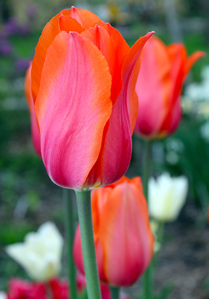 Temple of Beauty tulip heirloom bulbs #1