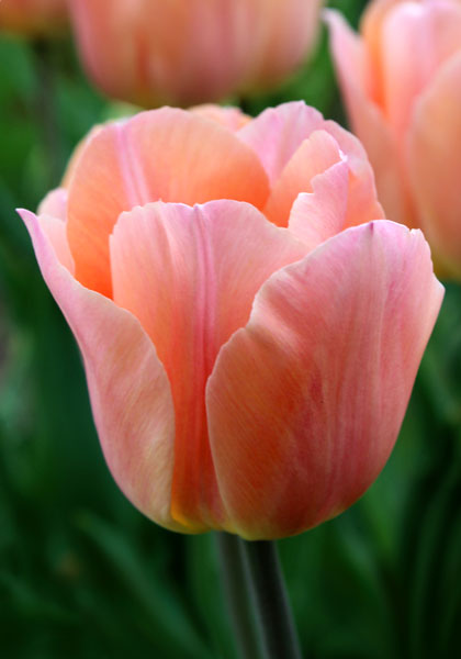 Apricot Beauty tulip heirloom bulbs #1