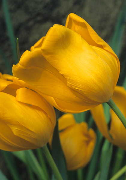 Pluvia D’Oro tulip heirloom bulbs #2