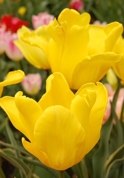 Pluvia D’Oro tulip heirloom bulbs #1