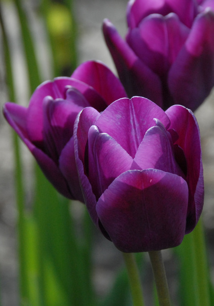 Klopstock tulip heirloom bulbs #2