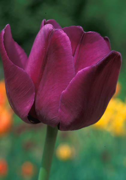 Klopstock tulip heirloom bulbs #3