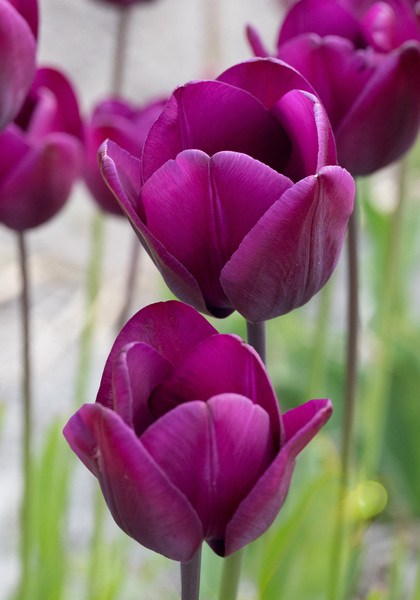 Klopstock tulip heirloom bulbs #1