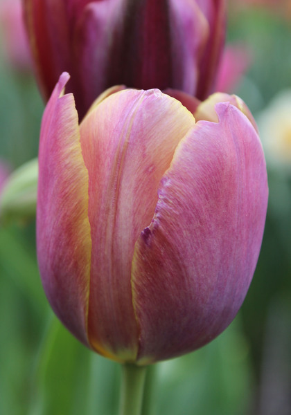 Je Maintiendrai tulip heirloom bulbs #2