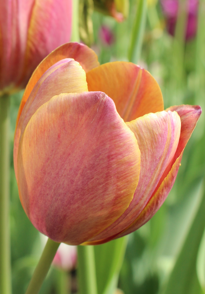 Je Maintiendrai tulip heirloom bulbs #1