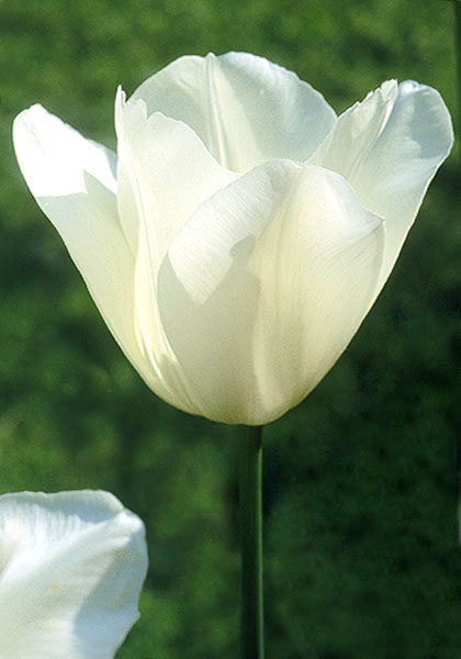 Wildhof tulip heirloom bulbs #1
