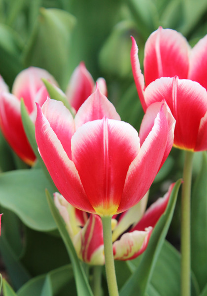 Duc van Tol Red & White tulip heirloom bulbs #2
