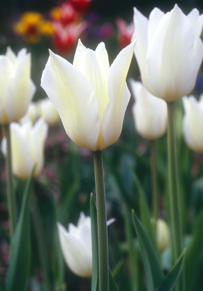 White Triumphator tulip heirloom bulbs #2