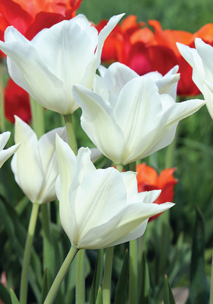 White Triumphator tulip heirloom bulbs #1