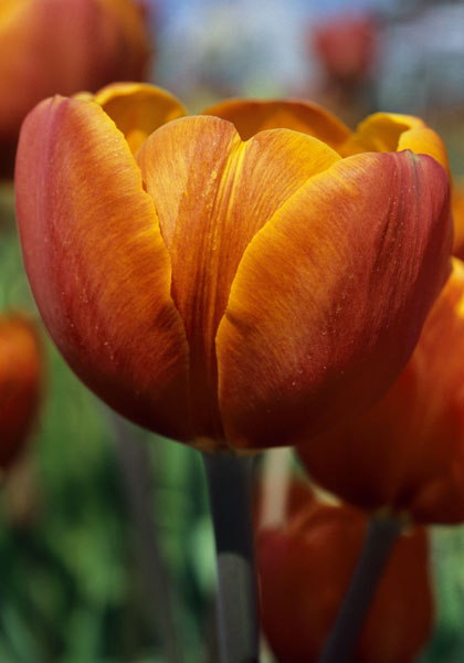 Alice Keith tulip heirloom bulbs #1