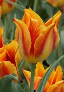 Duc d&rsquo;Orange tulip heirloom bulbs