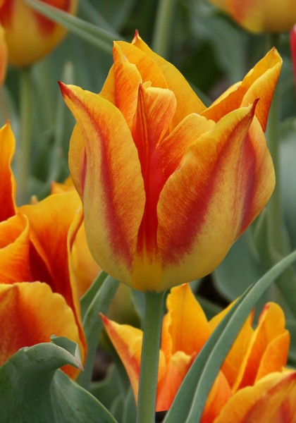 Duc d&rsquo;Orange tulip heirloom bulbs #1
