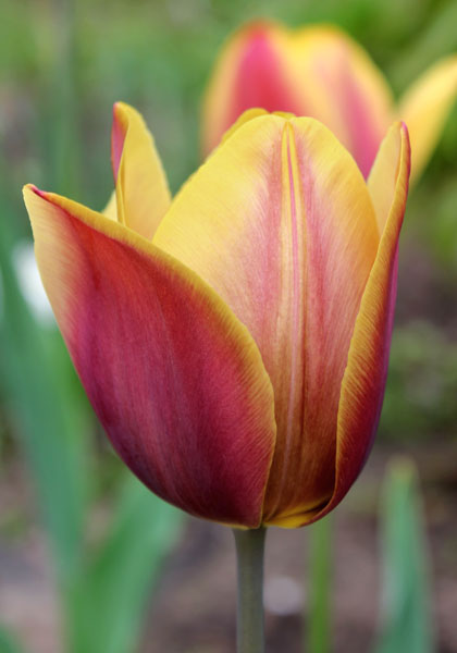 Old Times tulip heirloom bulbs #1