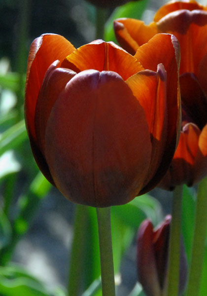 Jules Favres tulip heirloom bulbs #2