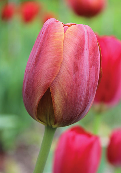 Jules Favres tulip heirloom bulbs #1