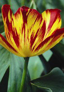 Golden Standard tulip heirloom bulbs