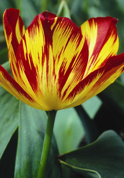 Golden Standard tulip heirloom bulbs #1