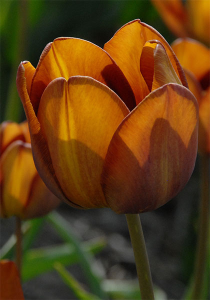 Feu Ardent tulip heirloom bulbs #2