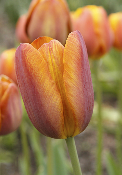 Feu Ardent tulip heirloom bulbs #1