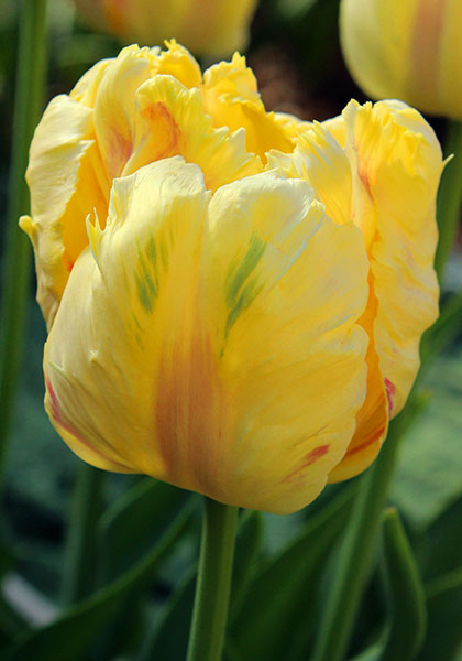 Blondine tulip heirloom bulbs #1