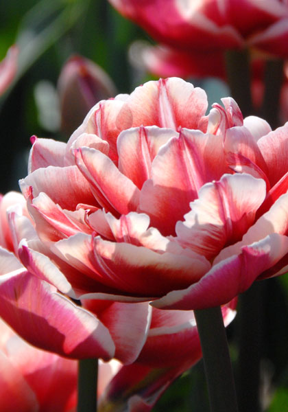 Gerbrand Kieft tulip heirloom bulbs #1