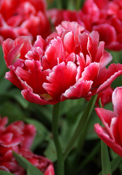 Willemsoord tulip heirloom bulbs #1