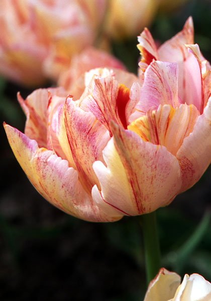 Harlequin tulip heirloom bulbs #1