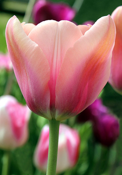 Mirella tulip heirloom bulbs #2